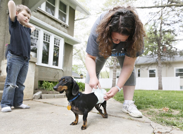 Dachshund in wheelchair